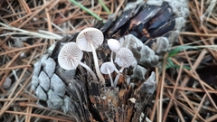 Mycena seynii