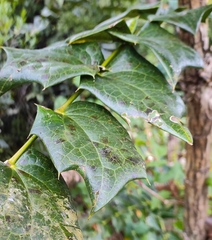 Berberis