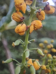 Berberis
