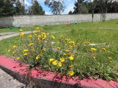 Heterotheca inuloides