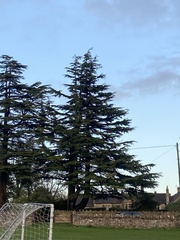 Cedrus