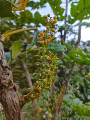 Berberis