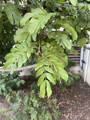 Calliandra haematocephala