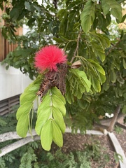 Calliandra haematocephala