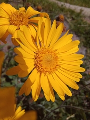 Heterotheca inuloides