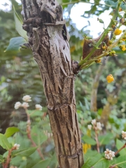 Berberis