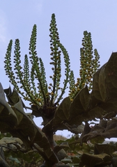 Berberis