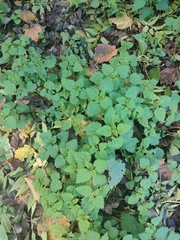 Urtica dioica
