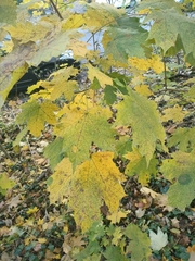 Acer platanoides