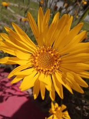 Heterotheca inuloides