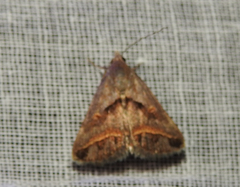 Acantholipes