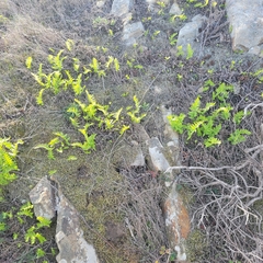 Polypodium californicum