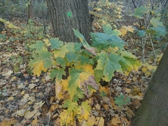 Acer platanoides