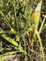 Aspalathus retroflexa