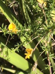 Aspalathus retroflexa