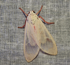 Amerila eugenia