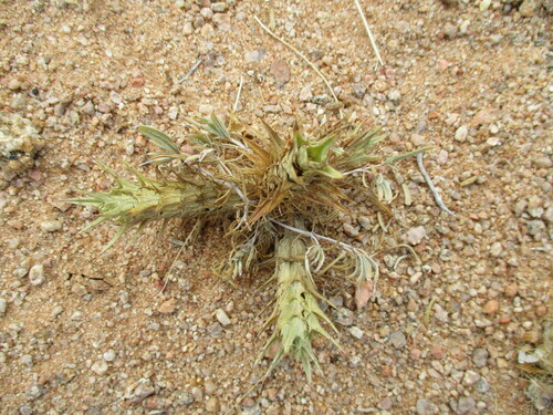 Image of Blepharis grossa by no rights reserved