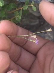 Polemoniaceae