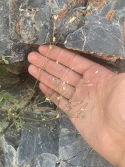 Polemoniaceae