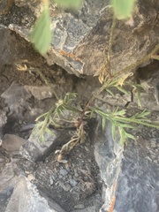 Polemoniaceae