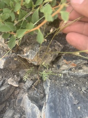 Polemoniaceae