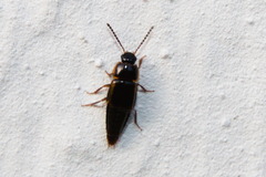 Tachinus