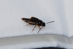 Tachinus