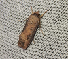 Agrotis