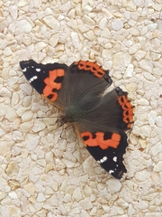 Vanessa vulcania
