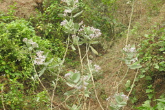 Calotropis