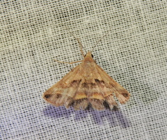 Acantholipes