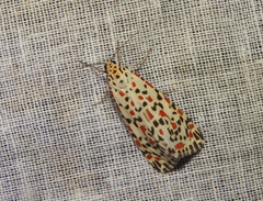 Utetheisa pulchelloides