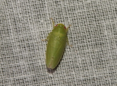 Batracomorphus
