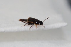 Tachinus