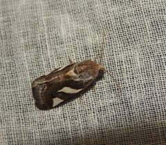 Acontia
