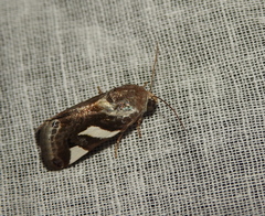 Acontia