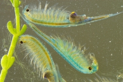 Branchipus