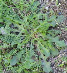 Leontodon longirostris