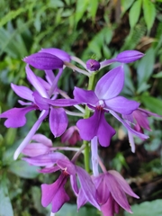 Calanthe