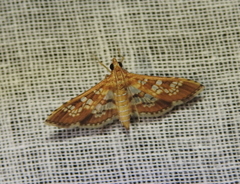 Sameodes cancellalis
