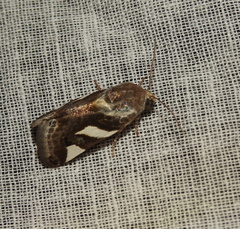 Acontia