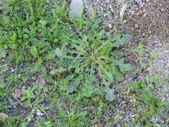 Biserrula pelecinus