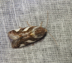 Acontia