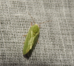 Earias
