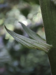 Calanthe
