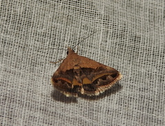 Acantholipes