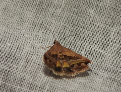 Acantholipes