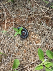 Archispirostreptus syriacus