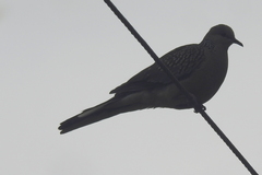 Streptopelia chinensis