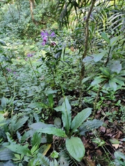 Calanthe